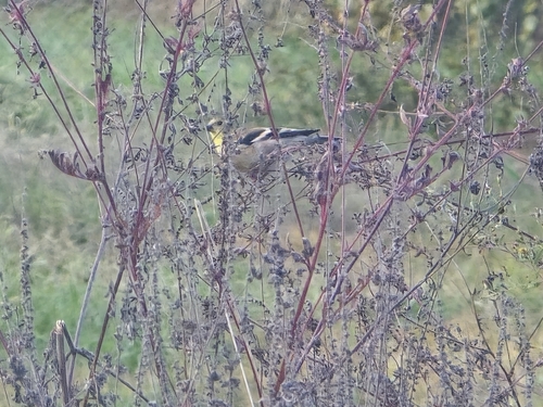 Spinus tristis observed 2026-10-27