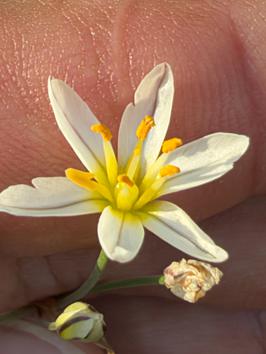 Nothoscordum bivalve, 2026-10-27