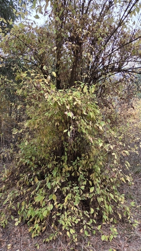 Philadelphus lewisii, 2026-10-26