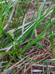 Carex tonsa rugosperma