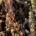 Osteocarpum acropterum deminutum - Photo (c) Russell Best, algunos derechos reservados (CC BY), subido por Russell Best