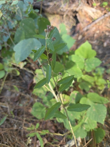 Sida rhombifolia observed 2026-10-27