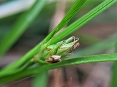 Carex tonsa rugosperma