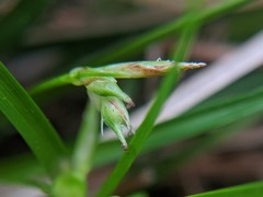 Carex tonsa rugosperma