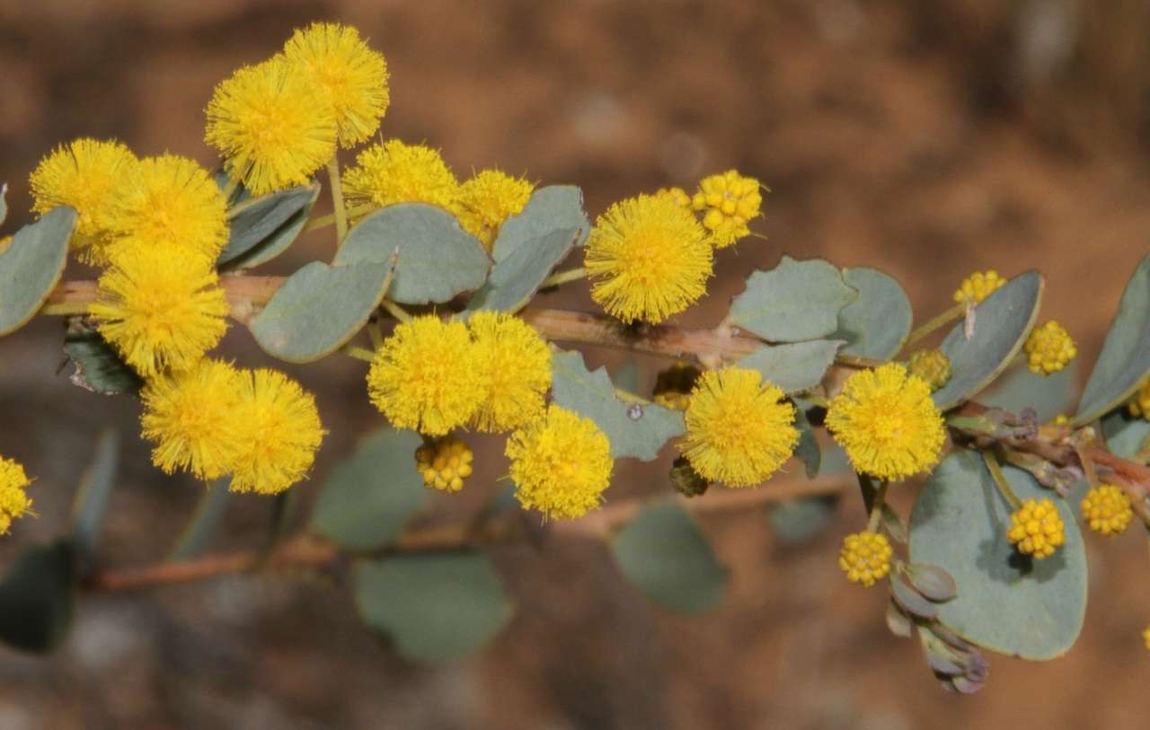 Acacia brachybotrya