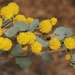 Acacia brachybotrya - Photo (c) Russell Best, algunos derechos reservados (CC BY), subido por Russell Best