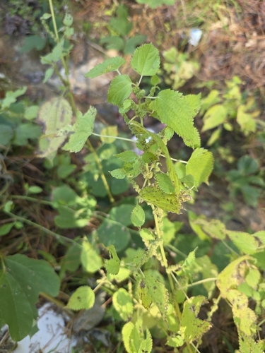 Boehmeria observed 2026-10-27