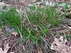 Carex tonsa rugosperma
