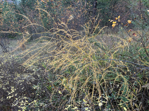 Asparagus observed 2026-10-27