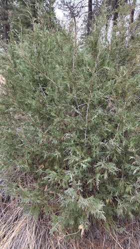 Juniperus scopulorum observed 2026-10-26