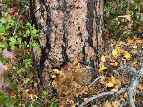 Pinus ponderosa, 2026-10-27