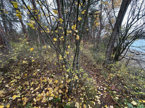 Acer glabrum observed 2026-10-27