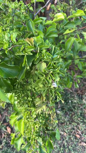 Cissus observed 2026-10-27