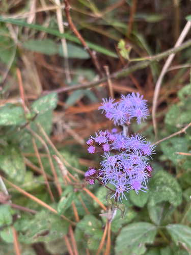 Eupatorium observed 2026-10-27