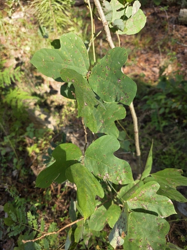 Pueraria montana observed 2026-10-27