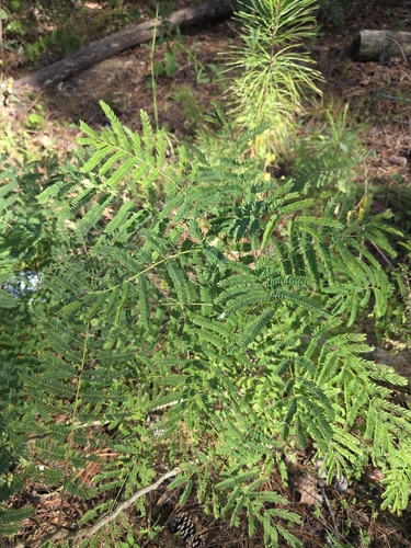 Acacia observed 2026-10-27