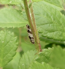 Pseudexentera maracana