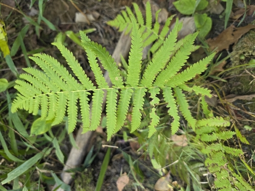 Thelypteris observed 2026-10-27