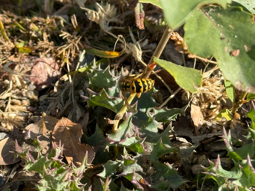 Vespula pensylvanica observed 2026-10-27