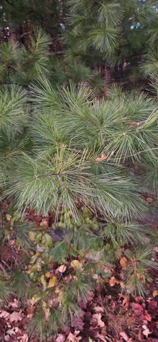 Pinus strobus observed 2026-10-27