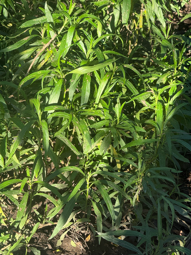 Ruellia simplex observed 2026-10-27