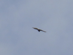 Accipiter cooperii