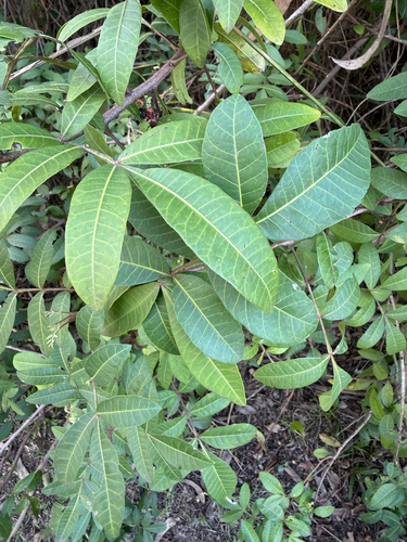 Schinus terebinthifolia observed 2026-10-27