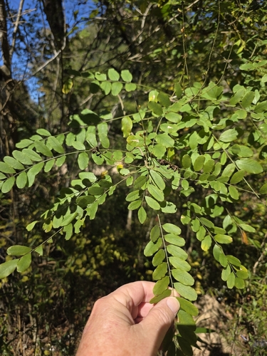 Amorpha fruticosa observed 2026-10-27