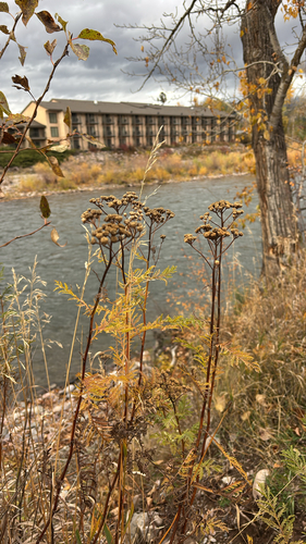 Tanacetum vulgare observed 2026-10-27
