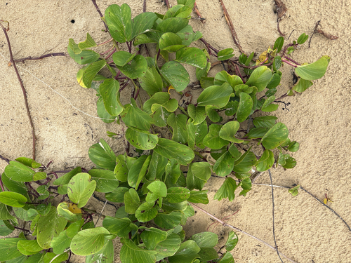 Ipomoea pes-caprae observed 2026-10-28