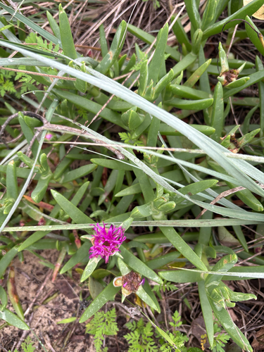 Carpobrotus glaucescens observed 2026-10-28
