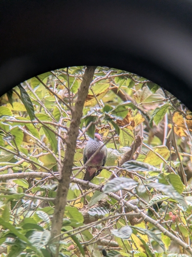 Ptilinopus observed 2026-10-27