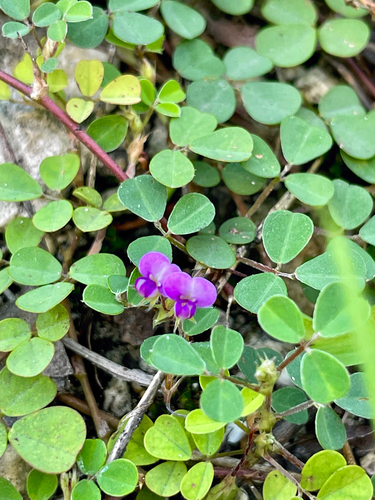 Desmodium observed 2026-10-27