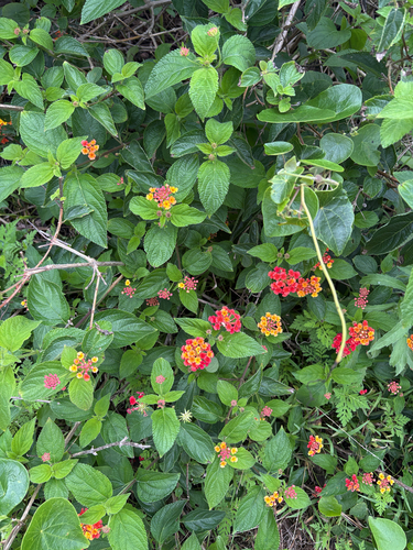Lantana camara observed 2026-10-28