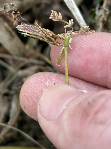 Cyperus observed 2026-10-27