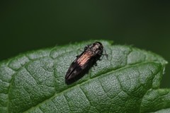 Agrilus lecontei celticola