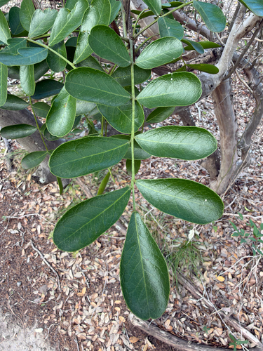 Sophora observed 2026-10-27