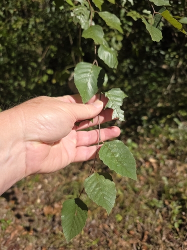 Betula nigra, 2026-10-27