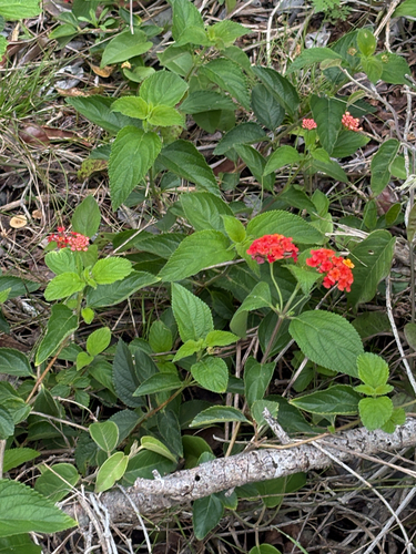 Lantana camara observed 2026-10-28