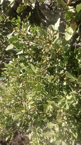 Phyllocladus trichomanoides observed 2026-10-28
