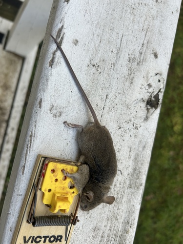 Mus musculus observed 2026-10-25