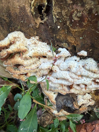 Phlebia tremellosa observed 2026-10-27