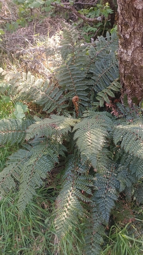 Polystichum vestitum observed 2026-10-28