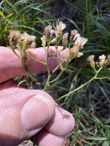 Sericocarpus linifolius observed 2026-10-22