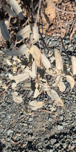 Croton observed 2026-10-27