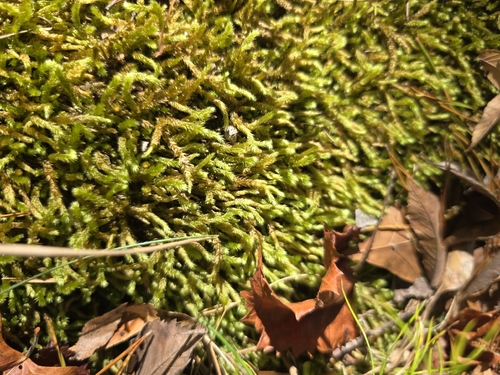 Bryoandersonia illecebra, 2026-10-27
