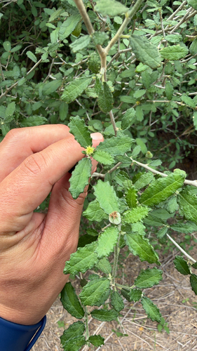 Bernardia myricifolia, 2026-10-27