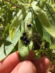 Plagiodera arizonae