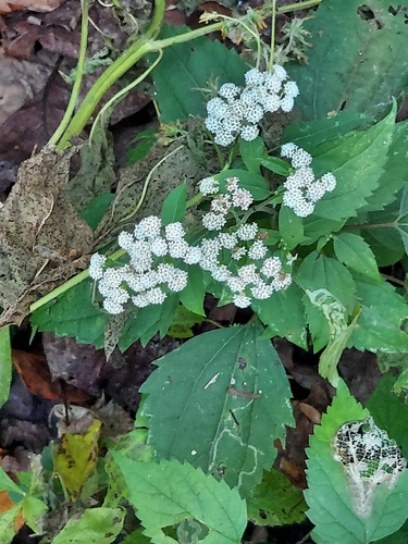 Ageratina altissima, 2026-10-27