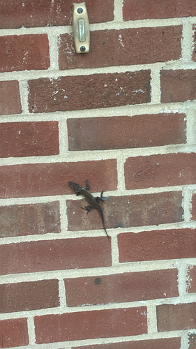 Anolis carolinensis observed 2026-10-27